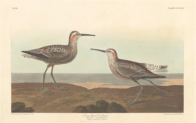 लंबे पैरों वाला सैंडपाइपर, 1836। द्वारा रॉबर्ट हेवेल