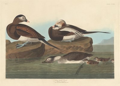 लंबी पूंछ वाली बत्तख, 1836। द्वारा रॉबर्ट हेवेल