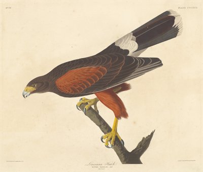 लुइसियाना हॉक, 1837। द्वारा रॉबर्ट हेवेल