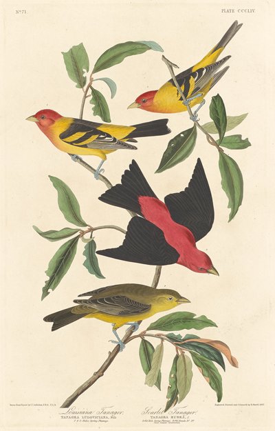 लुइसियाना टैनेजर और स्कारलेट टैनेजर, 1837। द्वारा रॉबर्ट हेवेल