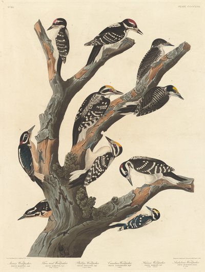मारिया का कठफोड़वा, 1838। द्वारा रॉबर्ट हेवेल