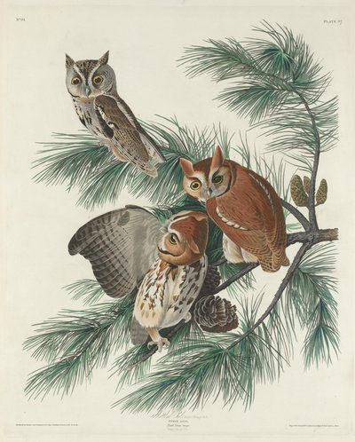 विचित्र उल्लू, 1830। द्वारा रॉबर्ट हेवेल