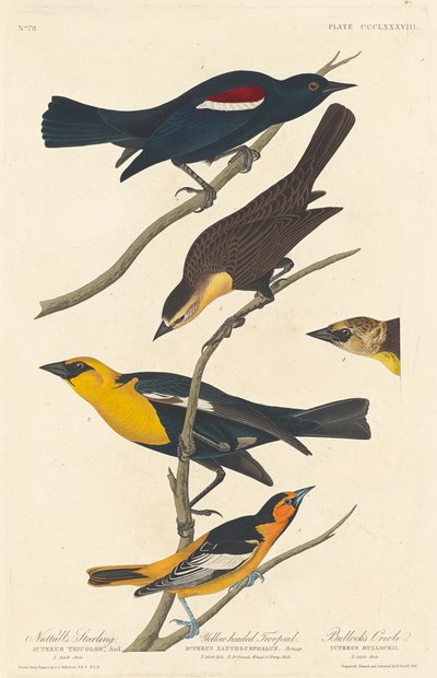 न्यूटॉल का स्टार्लिंग, येलो-हेडेड ट्रूपियल और बुलॉक का ओरिओल, 1837। द्वारा रॉबर्ट हेवेल