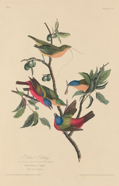 चित्रित बंटिंग, 1829। द्वारा रॉबर्ट हेवेल