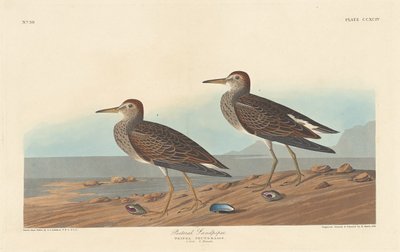 पेक्टोरल सैंडपाइपर, 1836। द्वारा रॉबर्ट हेवेल