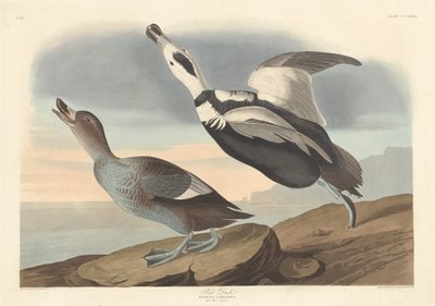 पाइड डक, 1836। द्वारा रॉबर्ट हेवेल