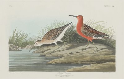पिग्मी कर्ल्यू, 1835। द्वारा रॉबर्ट हेवेल