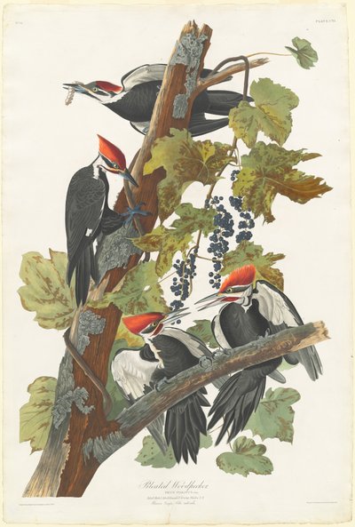 पिलाटेड कठफोड़वा, 1831। द्वारा रॉबर्ट हेवेल