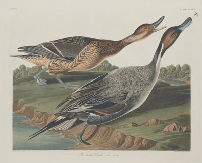 पिन-टेल्ड डक, 1834। द्वारा रॉबर्ट हेवेल
