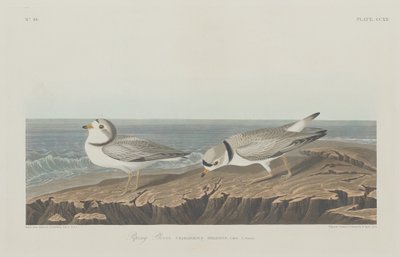पाइपिंग प्लोवर, 1834। द्वारा रॉबर्ट हेवेल