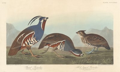 प्लम्ड पार्ट्रिज और थिक-लेग्ड पार्ट्रिज, 1838। द्वारा रॉबर्ट हेवेल