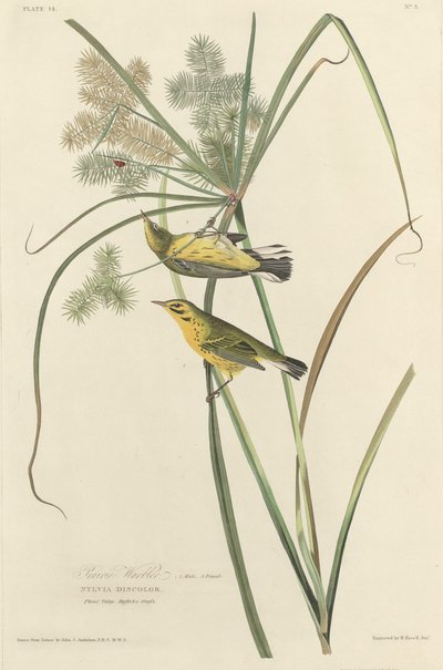 प्रेयरी वार्बलर, 1827। द्वारा रॉबर्ट हेवेल