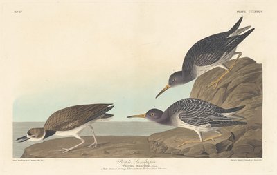 पर्पल सैंडपाइपर, 1835। द्वारा रॉबर्ट हेवेल