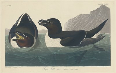 रेजर बिल, 1834। द्वारा रॉबर्ट हेवेल