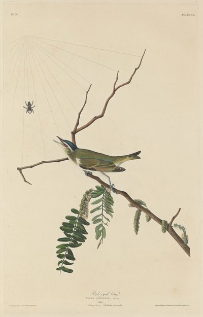 रेड-आइड वीरो, 1832। द्वारा रॉबर्ट हेवेल