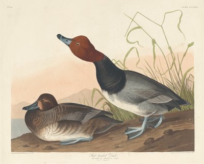 रेड-हेडेड डक, 1836। द्वारा रॉबर्ट हेवेल
