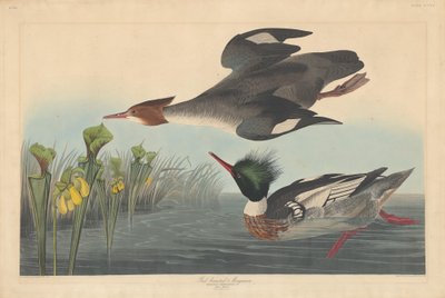 रेड-ब्रेस्टेड मर्गेन्सर, 1838। द्वारा रॉबर्ट हेवेल