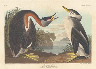 रेड-नेक्ड ग्रीबे, 1836। द्वारा रॉबर्ट हेवेल