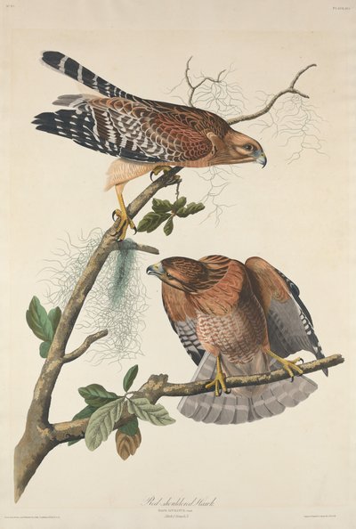 रेड-शोल्डर हॉक, 1829। द्वारा रॉबर्ट हेवेल