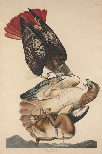 रेड टेल्ड हॉक, 1829। द्वारा रॉबर्ट हेवेल