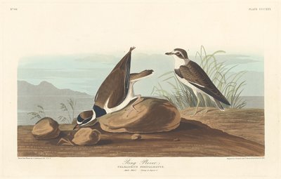 रिंग प्लोवर, 1836। द्वारा रॉबर्ट हेवेल