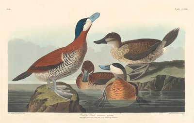 रूडी डक, 1836। द्वारा रॉबर्ट हेवेल
