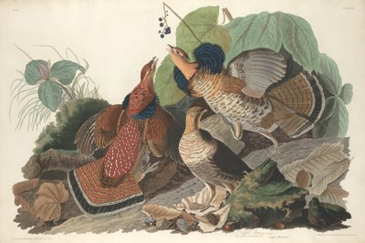 रफ़्ड ग्राउज़, 1828. द्वारा रॉबर्ट हेवेल