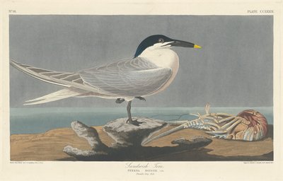 सैंडविच टर्न, 1835। द्वारा रॉबर्ट हेवेल
