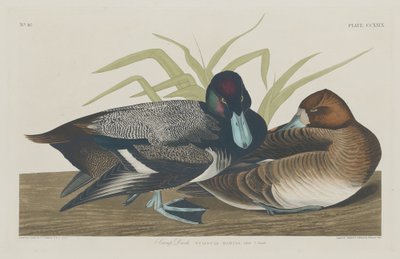 स्कूप डक, 1834। द्वारा रॉबर्ट हेवेल