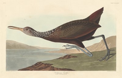 स्कोलोपेसस कौरलान, 1837। द्वारा रॉबर्ट हेवेल