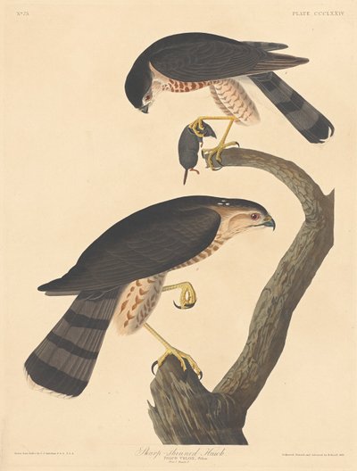 शार्प-शिंड हॉक, 1837। द्वारा रॉबर्ट हेवेल