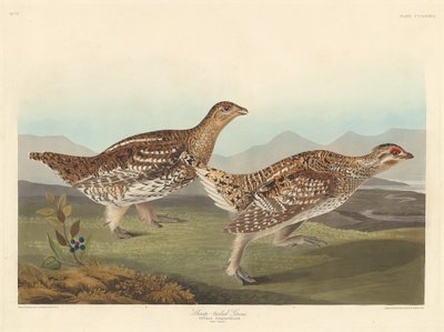 शार्प-टेल्ड ग्रौस, 1837। द्वारा रॉबर्ट हेवेल