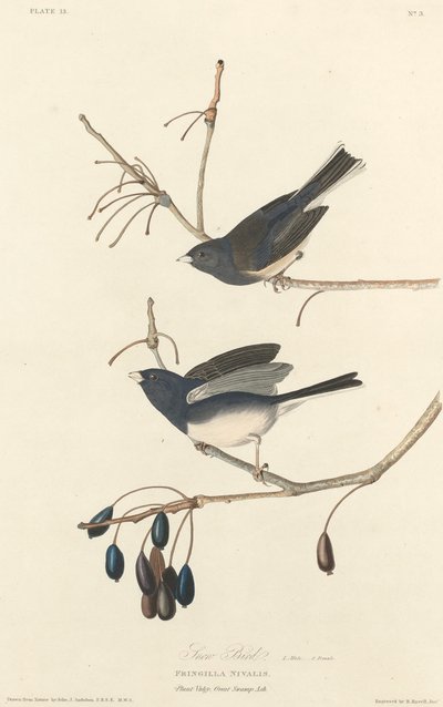 स्नो-बर्ड, 1827। द्वारा रॉबर्ट हेवेल