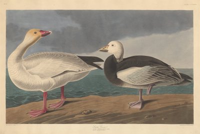 स्नो गूज, 1837। द्वारा रॉबर्ट हेवेल