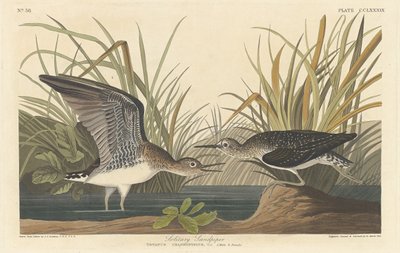 एकान्त सैंडपाइपर, 1836। द्वारा रॉबर्ट हेवेल