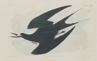 सूटी टर्न, 1834। द्वारा रॉबर्ट हेवेल