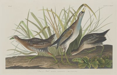 सोरा या रेल, 1834। द्वारा रॉबर्ट हेवेल