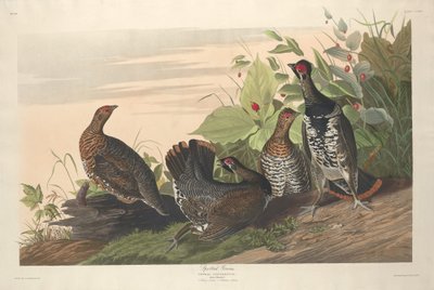 स्पॉटेड ग्रौस, 1833। द्वारा रॉबर्ट हेवेल