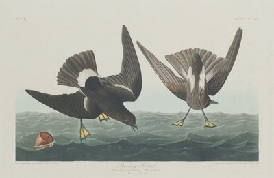 स्टॉर्मी पेट्रेल, 1835। द्वारा रॉबर्ट हेवेल
