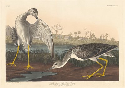 टेल-टेल गॉडविट, 1836। द्वारा रॉबर्ट हेवेल