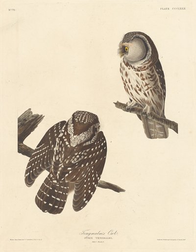 टेंगमलम का उल्लू, 1837। द्वारा रॉबर्ट हेवेल
