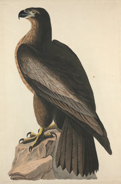 द बर्ड ऑफ वाशिंगटन या ग्रेट अमेरिकन सी ईगल, 1827। द्वारा रॉबर्ट हेवेल