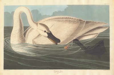 ट्रम्पेटर स्वान, 1838। द्वारा रॉबर्ट हेवेल