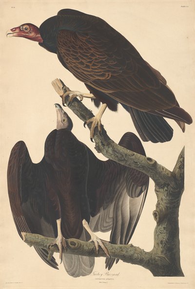 तुर्की बज़र्ड, 1832। द्वारा रॉबर्ट हेवेल