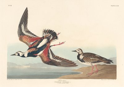 टर्न-स्टोन, 1836। द्वारा रॉबर्ट हेवेल