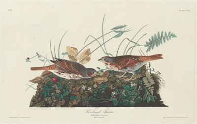 दो रंगों वाली गौरैया, 1831। द्वारा रॉबर्ट हेवेल