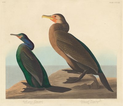 वायलेट-ग्रीन कॉर्मोरेंट और टाउनसेंड्स कॉर्मोरेंट, 1838। द्वारा रॉबर्ट हेवेल