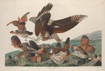 वर्जिनियन पार्ट्रिज, 1830। द्वारा रॉबर्ट हेवेल