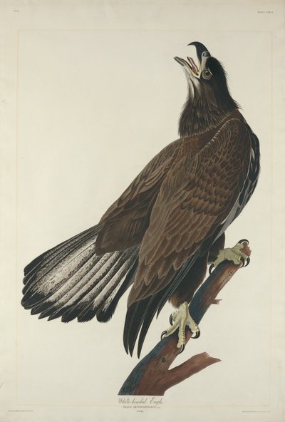 व्हाइट-हेडेड ईगल, 1832। द्वारा रॉबर्ट हेवेल