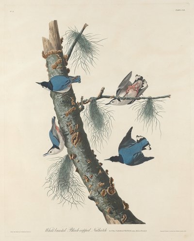 व्हाइट-ब्रेस्टेड ब्लैक-कैप्ड नटचैच, 1832। द्वारा रॉबर्ट हेवेल